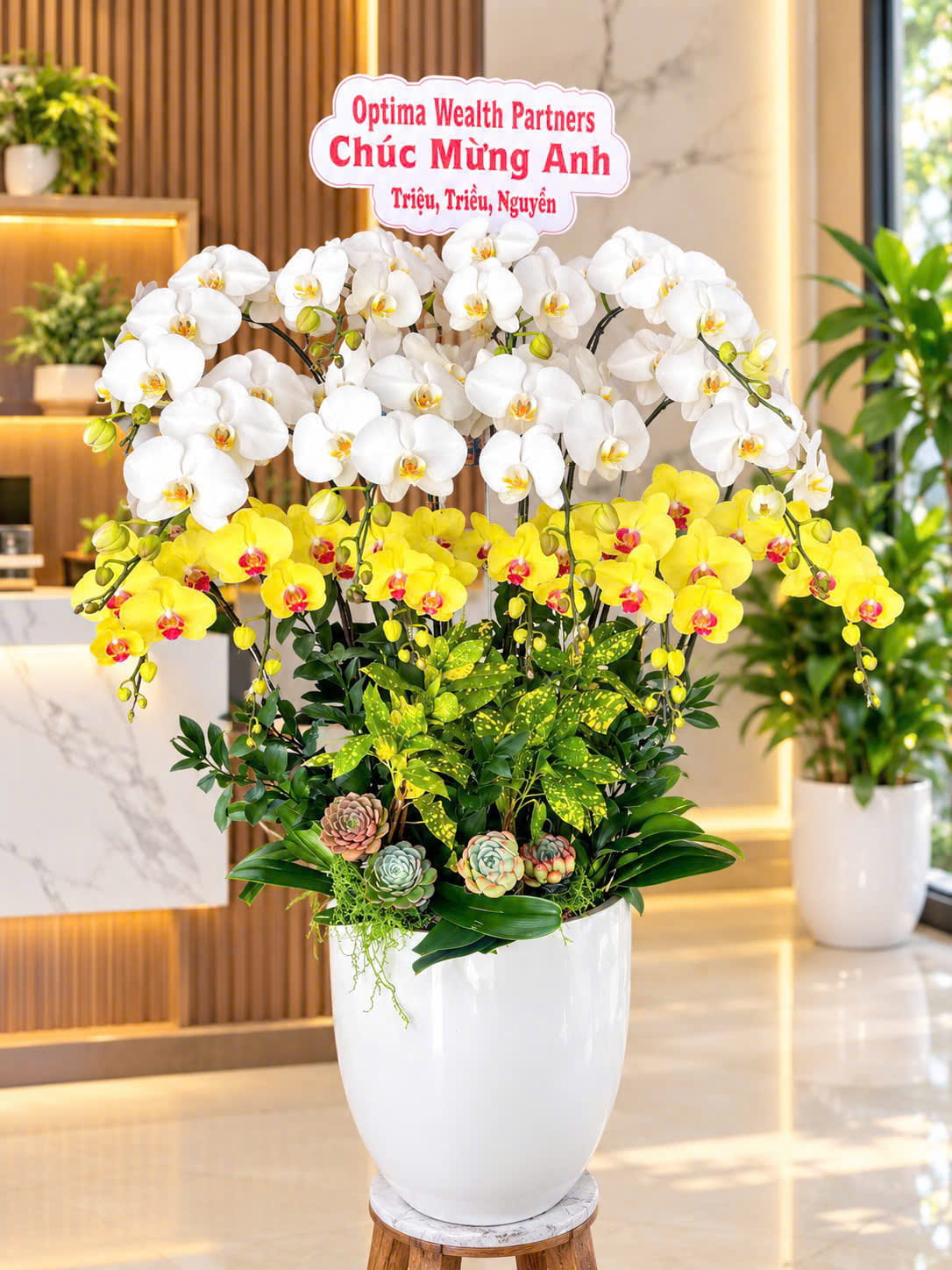 Chậu Lan TK 4104
