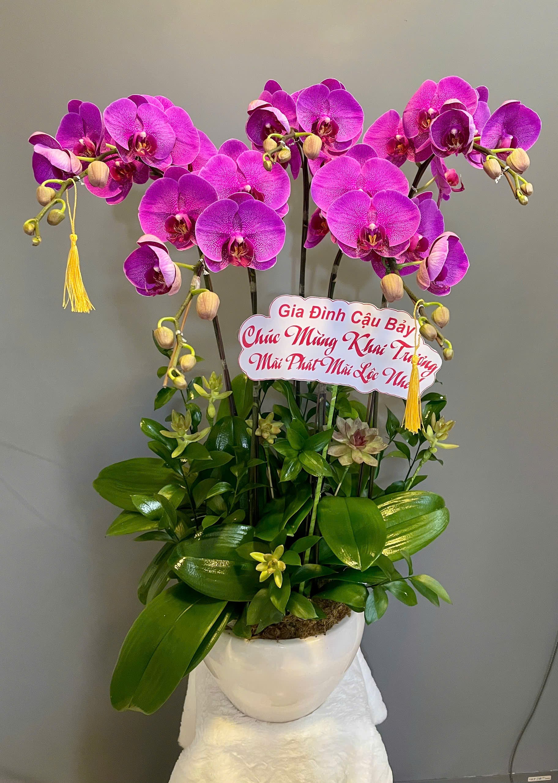Chậu lan TK 4026