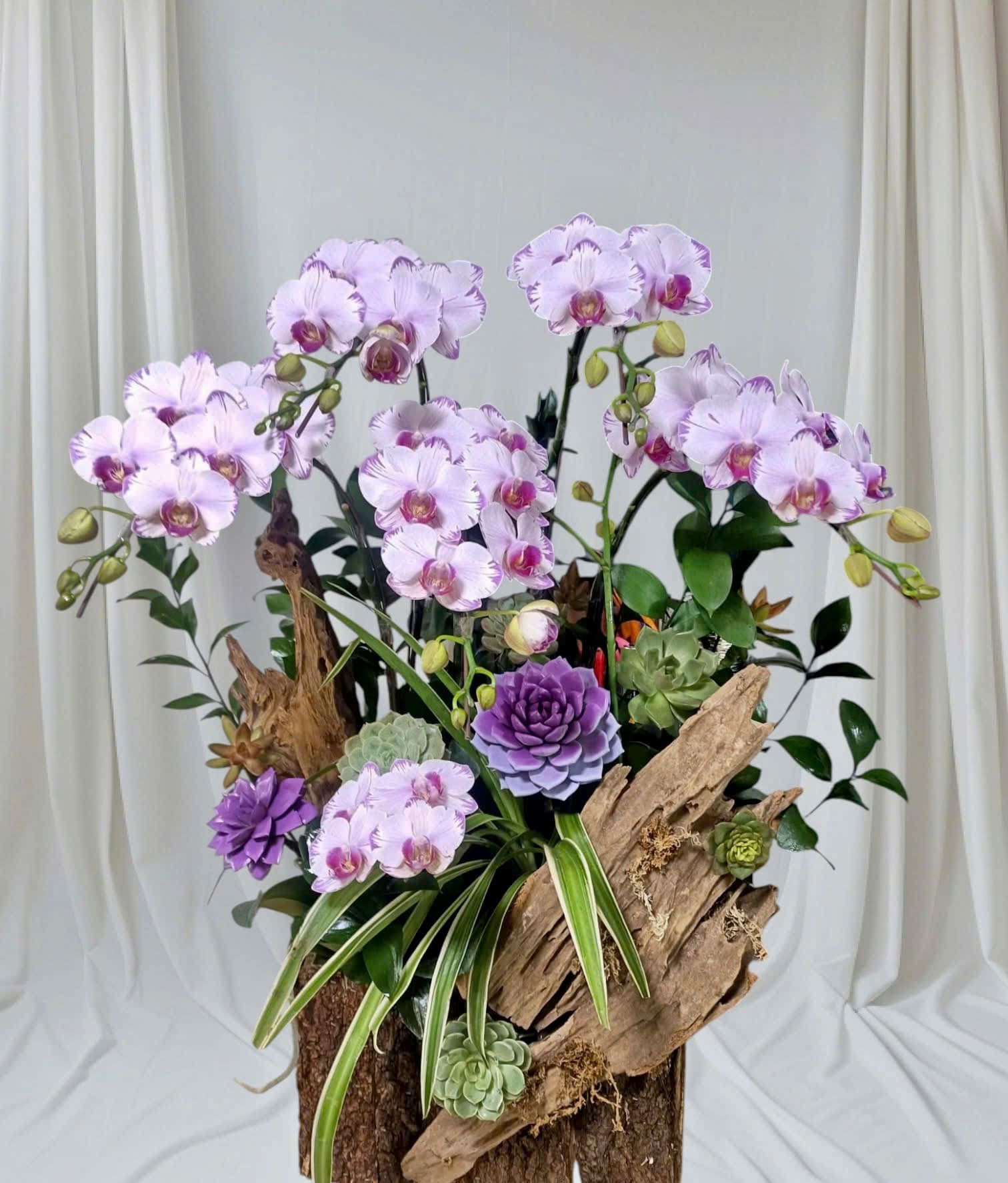 Chậu Lan TK 5 cành 4032