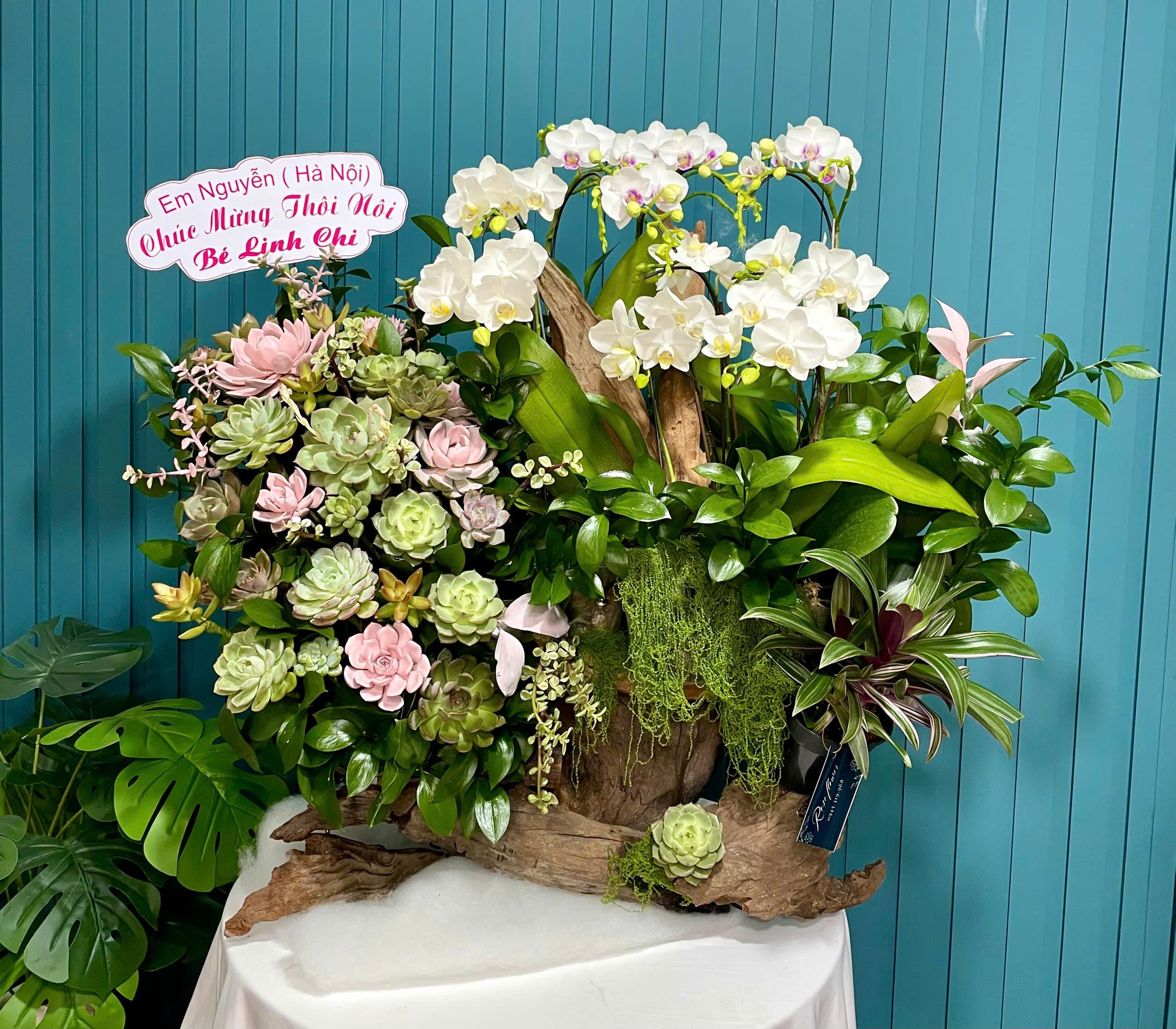 Lũa sen đá phối Lan 3271